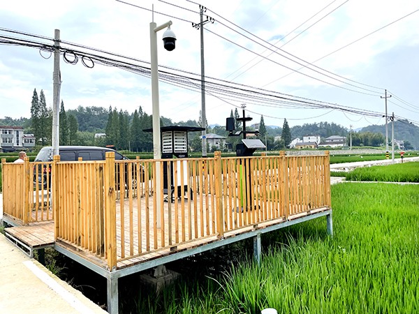 浙江臨安：竹林變稻田，農戶喜開顏