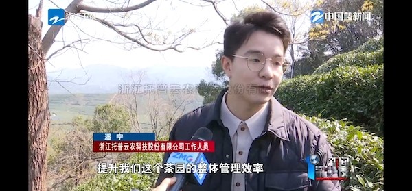 春茶開采正當時！揭秘托普云農如何用科技“制”出一杯數(shù)字好茶