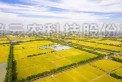 海寧馬橋：在萬(wàn)畝良田有你看得到的未來(lái)