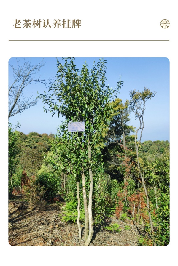 7認(rèn)養(yǎng)茶樹實(shí)景圖_副本.jpg