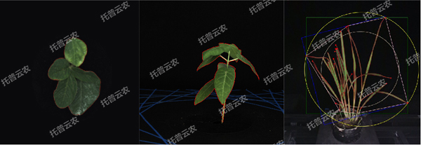 溫室型高通量植物表型采集分析平臺(tái)-2維.jpg